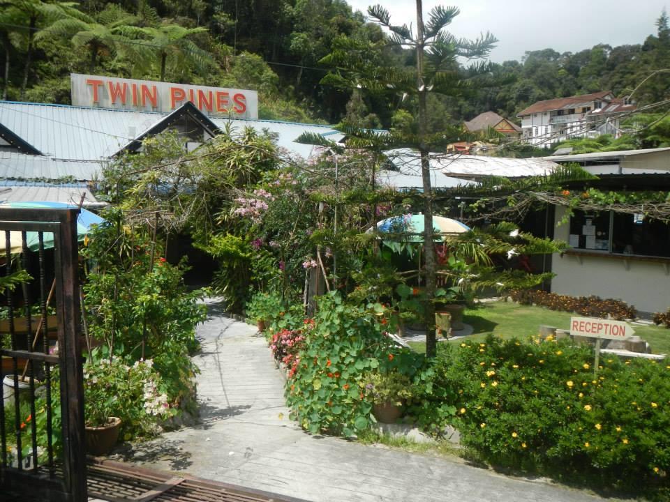 Twin Pines *